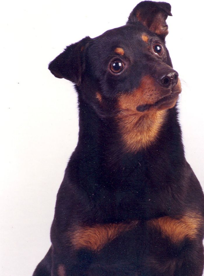 Mongrel´s Fighting Figge 1994-2008 Far: The Niggard Mor: Mongrel´s Cutie Cate