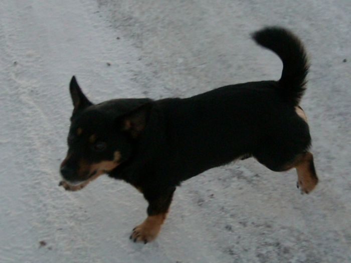 Hotpot Bobby Labonte 2006-2009 Far: Doddsline Pete Mor: Simonsville Tazmin by Doddsline