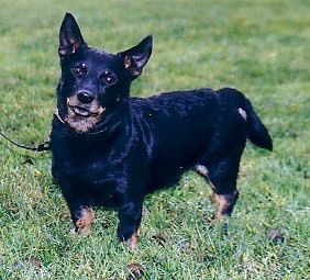 SuCh FinCh Mongrel´s Handsome Hank 1994-2005  Far: The Niggard Mor: Mongrel´s Darling Daisy