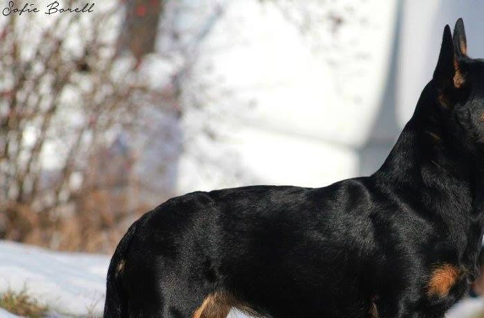 Black Bugz Jane Austen f. 2012 Far: Mongrel´s Stanley Singleton Mor: Mongrel´s Kelly Kellington