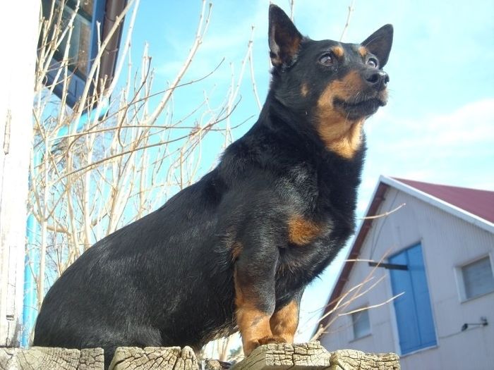 SEuch SV-00 Mongrel´s Robust Rodney 1999-2016
Far: Doddsline Kirk    Mor: Mongrél´s First Fiona
